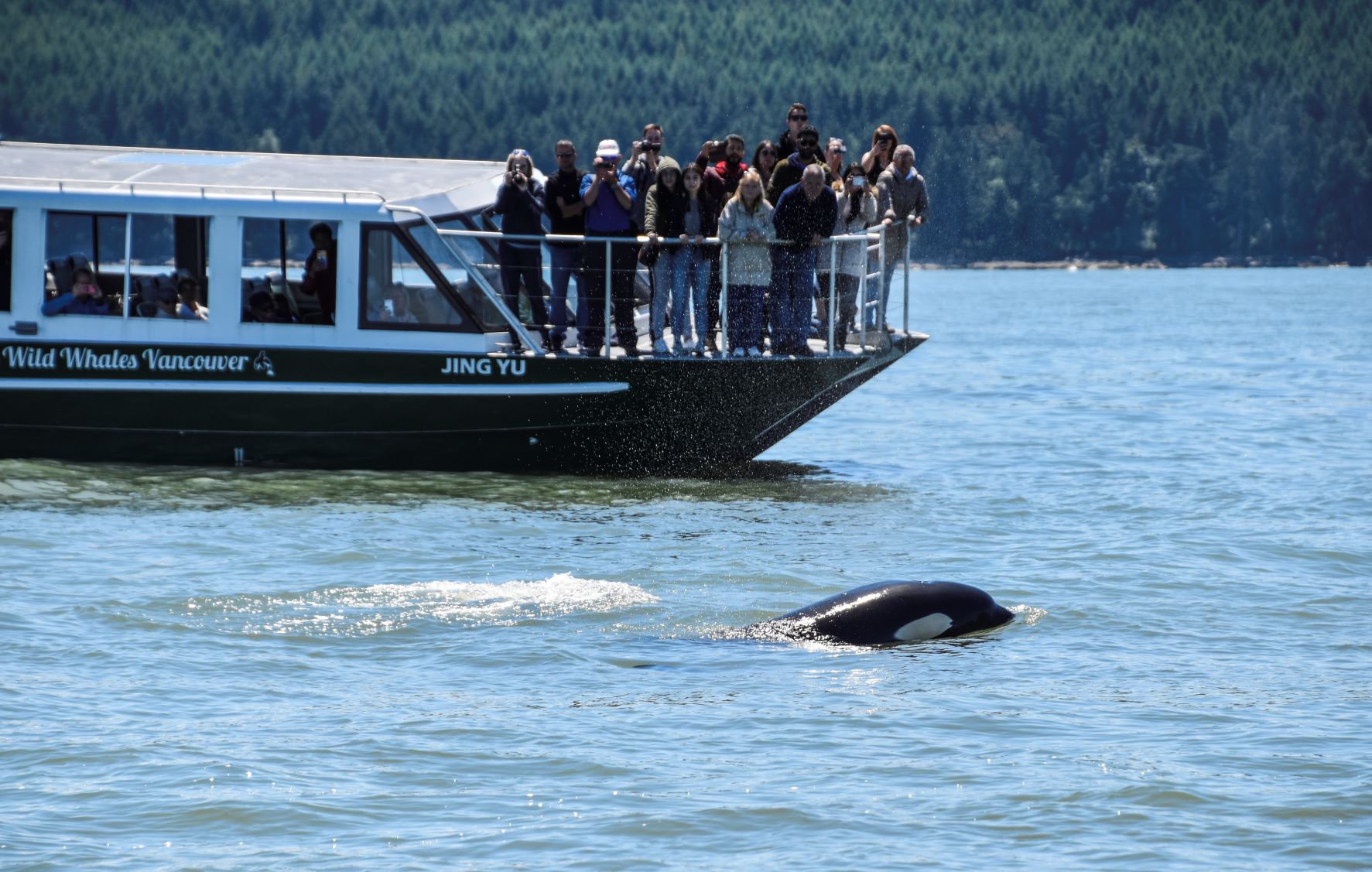 Get excited! Whale & Orca cruise off the Vancouver coast - Pack Up And ...